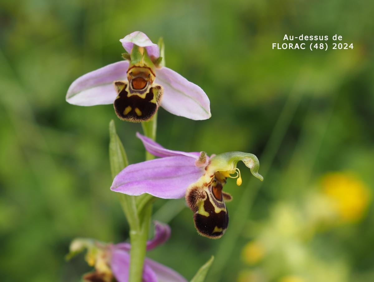 Orchid, Bee flower